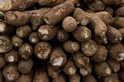 Fresh Cassava